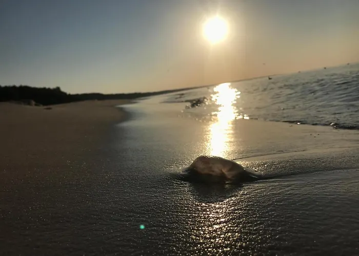 Sunset Deluxe Blue *